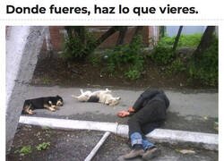 Enlace a Adaptarse o morir