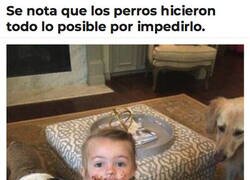 Enlace a Pequeños diablillos