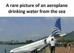 Enlace a No es común inmortalizar este momento de la naturaleza