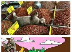 Enlace a Un gato en el paraíso