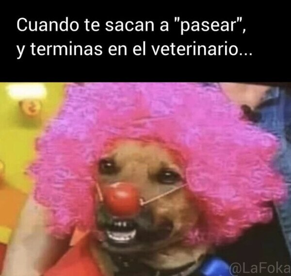 Otros - Te tomaron por perro payaso