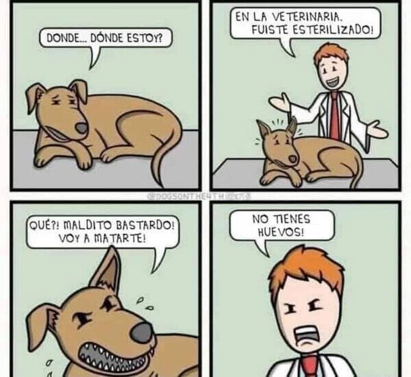 perro,esterilizar,huevos