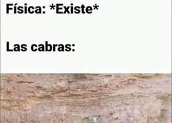 Enlace a Las cabras, a su rollo