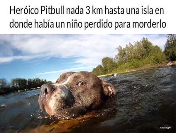 Meme_otros - Heroíco pitbull