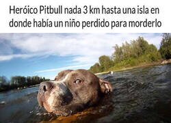 Enlace a Heroíco pitbull