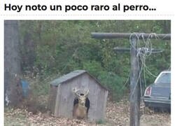 Enlace a ¿Qué te pasa, Firulais?