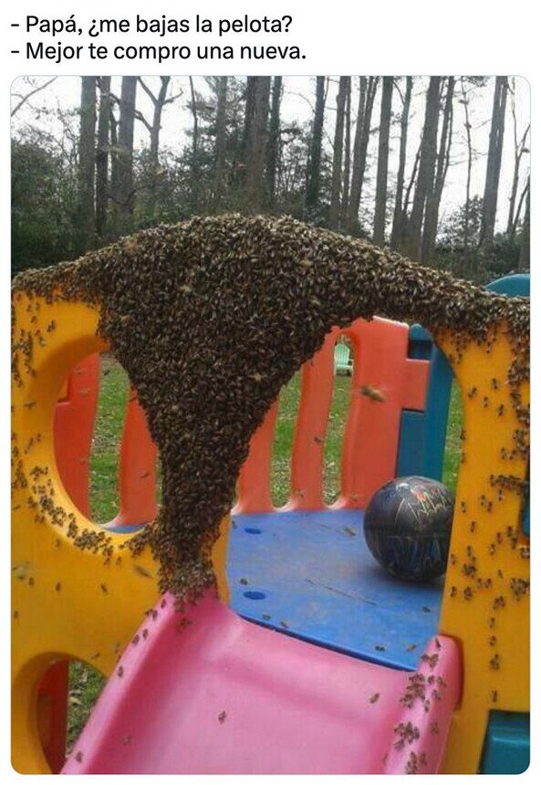 pelota,padre,hijo,abejas