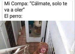 Enlace a Qué mono el perrito...