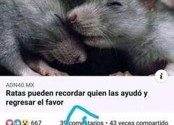 Enlace a Las ratas tienen memoria