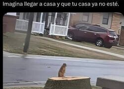 Enlace a Le pasó a este pequeñín