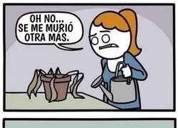 Enlace a Cuando no puedes tener seres vivos a tu cargo