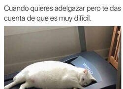 Enlace a Ya empiezo mañana...