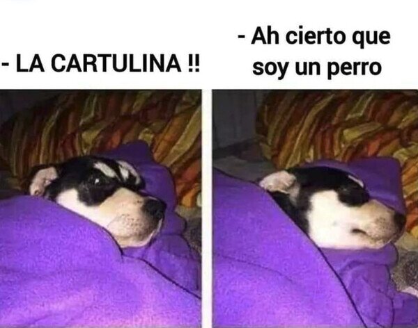 Otros - Los perros viven sin preocupaciones