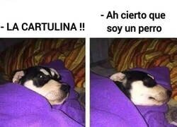 Enlace a Los perros viven sin preocupaciones