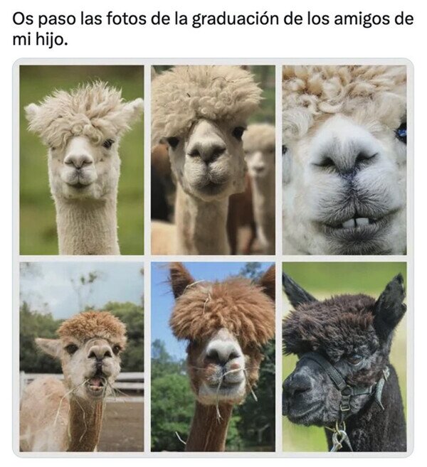 Otros - Todos van con el mismo pelo de llama