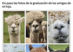 Enlace a Todos van con el mismo pelo de llama