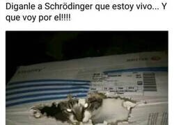 Enlace a El gato se cansó de la caja