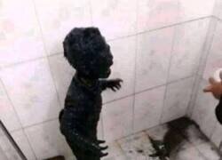 Enlace a ¿Qué película ha ocurrido aquí?