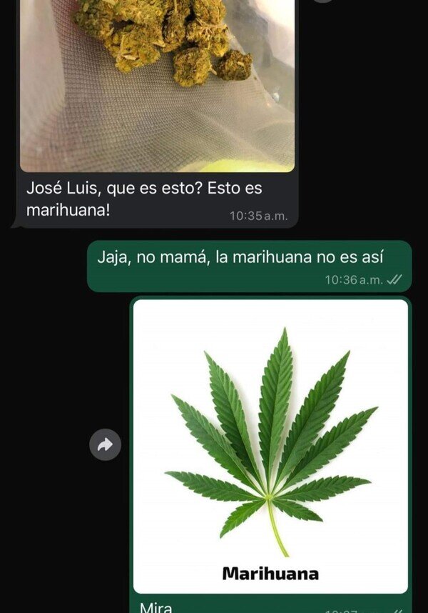 madre,marihuana,hijo