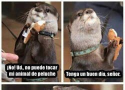 Enlace a No molesten a la nutria y su peluche
