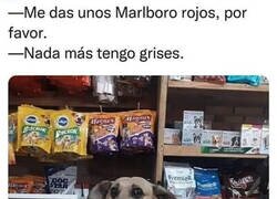 Enlace a El perro vendedor