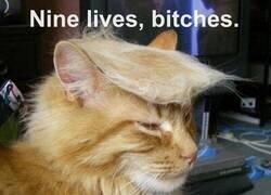 Enlace a Trump es como un gato
