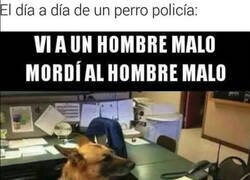Enlace a La dura vida del perro policía