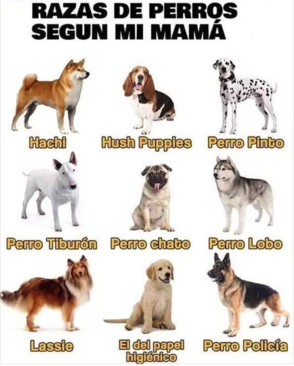 Meme_otros - Perros según mi madre