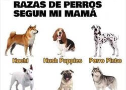 Enlace a Perros según mi madre