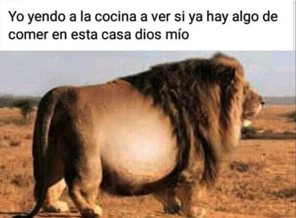león,cocina,gordo,hambre