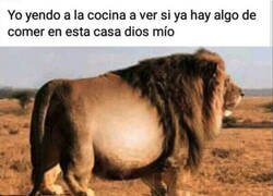 Enlace a Soy un león desnutrido