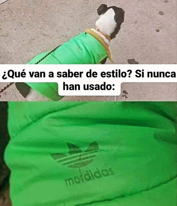 Otros - Este perro viste mejor que tú