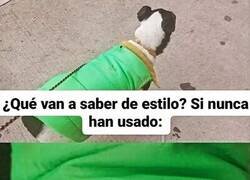 Enlace a Este perro viste mejor que tú