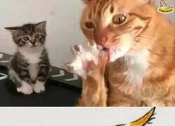 Enlace a Gatos, no se entienden ni entre ellos
