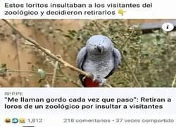 Enlace a Loros irrespetuosos