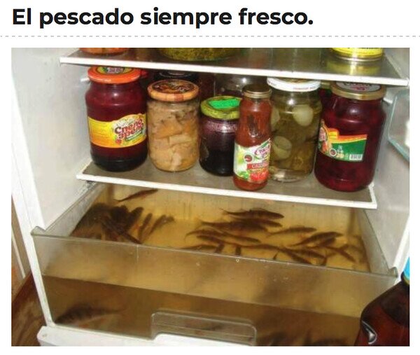 nevera,peces,pescado,fresco,pecera