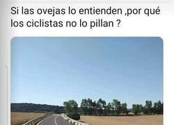 Enlace a Los ciclistas no entendieron lo que las ovejas sí