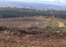 Enlace a El Koala Flanders