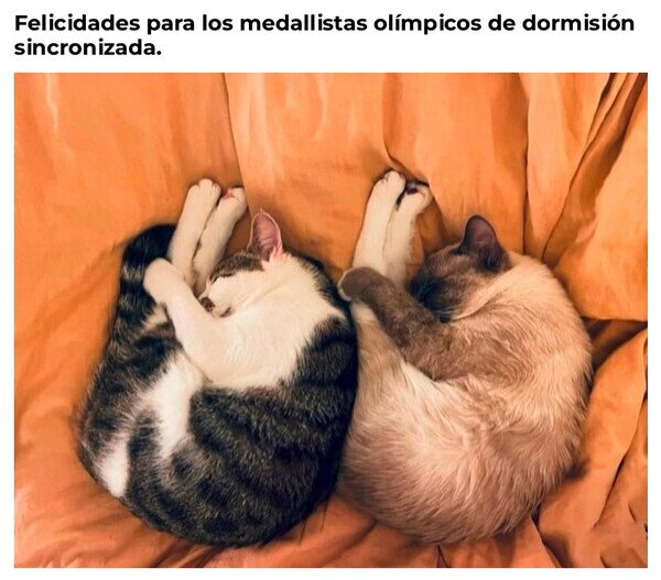 gatos,dormir,sincronizados