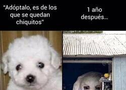 Enlace a Creció un poquito el Firulais...