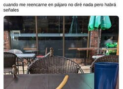 Enlace a Yo si fuera pájaro