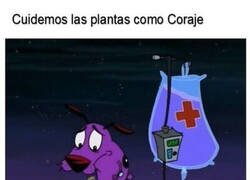 Enlace a Sé como Coraje