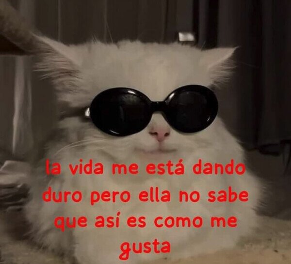 vida,duro,perro