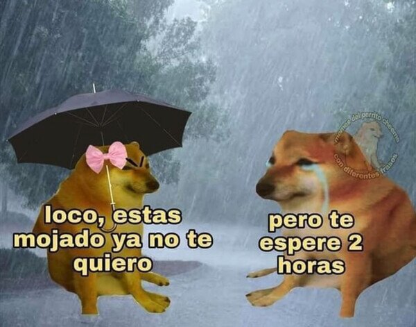 pareja,perros,mojado,lluvia,esperar