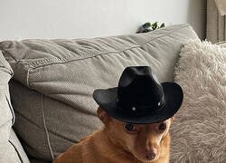 Enlace a El Firulais te ha calado