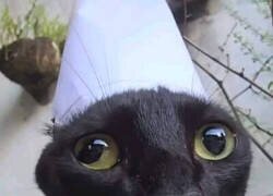 Enlace a Eso sí que es mostrar debilidad