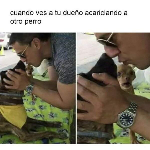 perro,otro,acariciar,celoso