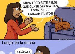 Enlace a Todos soltamos pelo