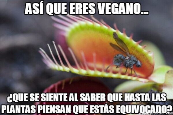 Otros - Las plantas que pueden, comen carne
