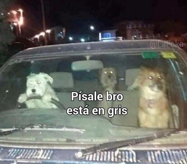Meme_otros - Firulais al volante